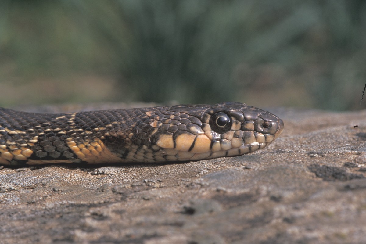 Coluber hippocrepis, Horseshoe Whip Snake